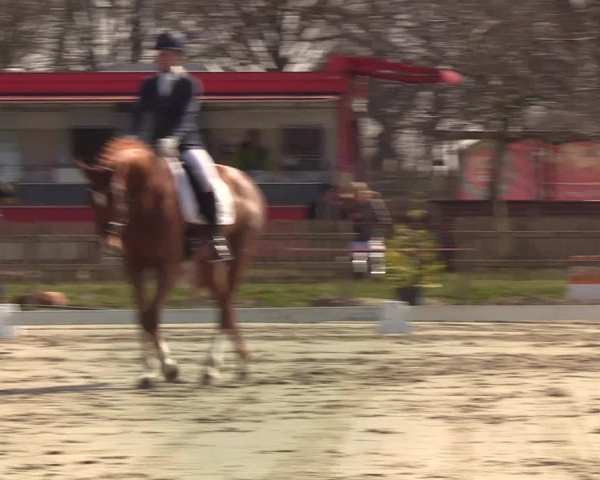 Reitturnier Schülp / Rendsburg 2022