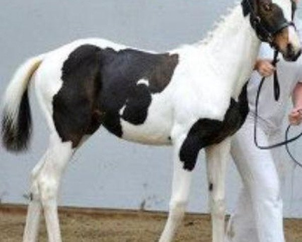 Pferd Hawaii ABT (KWPN (Niederländisches Warmblut), 2012, von Goodtimes)