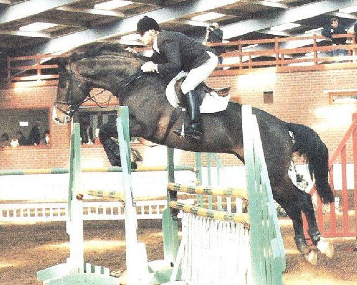 Deckhengst Livingstone (Holsteiner, 1986, von Landgraf I)