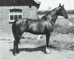 stallion Little Star ox (Arabian purebred, 1961, from Comet 1953 ox)