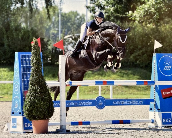 Springpferd Aristo the Gun CH (Schweizer Warmblut, 2012, von Acomet)