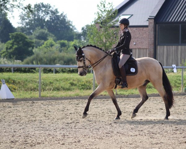 dressage horse Hidalgo SH (Pura Raza Espanola (PRE), 2011)