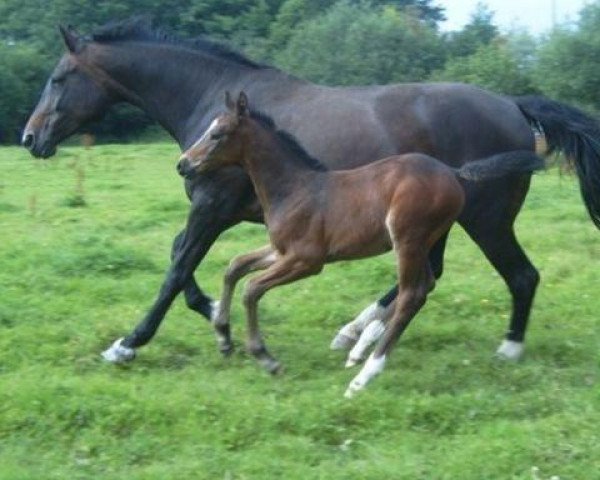 broodmare Seven Percent (Hanoverian, 1995, from Sherlock Holmes)