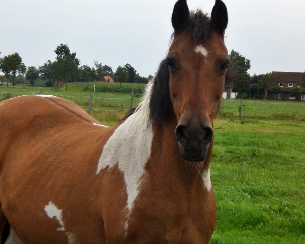 broodmare Lady (Danish Pony, 1988, from Corrado 31)
