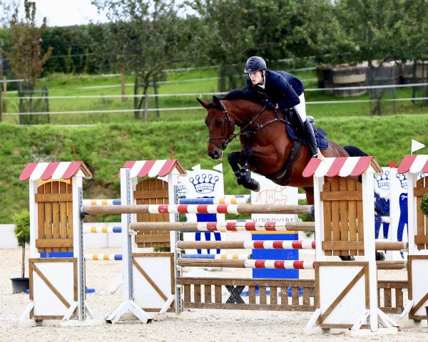 jumper Sam 1121 (Hanoverian, 2009, from Clinton H)