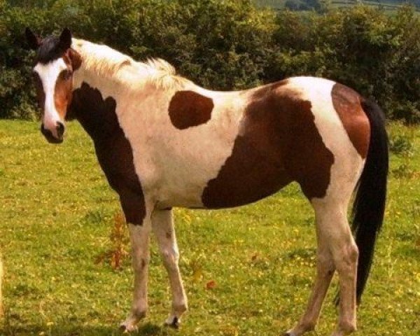 broodmare Pintofields Delphine Gazelle (anglo european sporthorse, 2004, from Davignon I)
