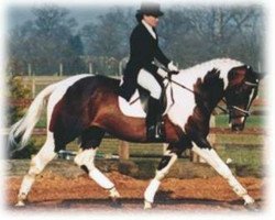 Deckhengst Gepard (Polnisches Warmblut, 1989, von Garland)