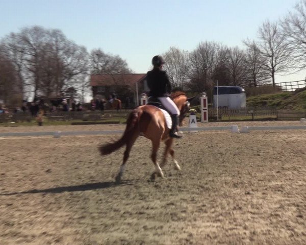 Reitturnier Schülp / Rendsburg 2022