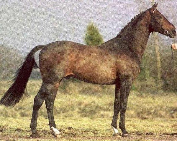 Deckhengst Casanova (KWPN (Niederländisches Warmblut), 1984, von Lucky Boy xx) Deckhengst Casanova (KWPN (Niederländisches Warmblut), 1984, von Lucky Boy xx)