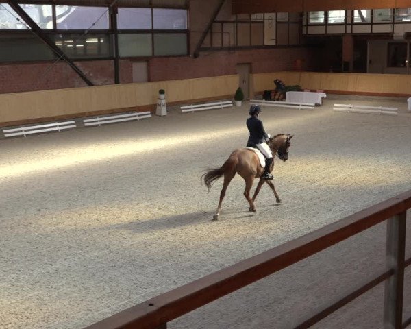 Reitturnier Hamburg-Friedrichshulde/Sylva Kuhrt 2022