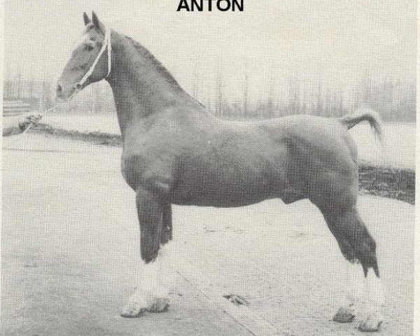Deckhengst Anton (Gelderländer, 1936, von Edelstein 1691 OF)