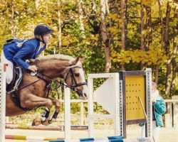 jumper Miss Fabulous blonde (German Riding Pony, 2014)