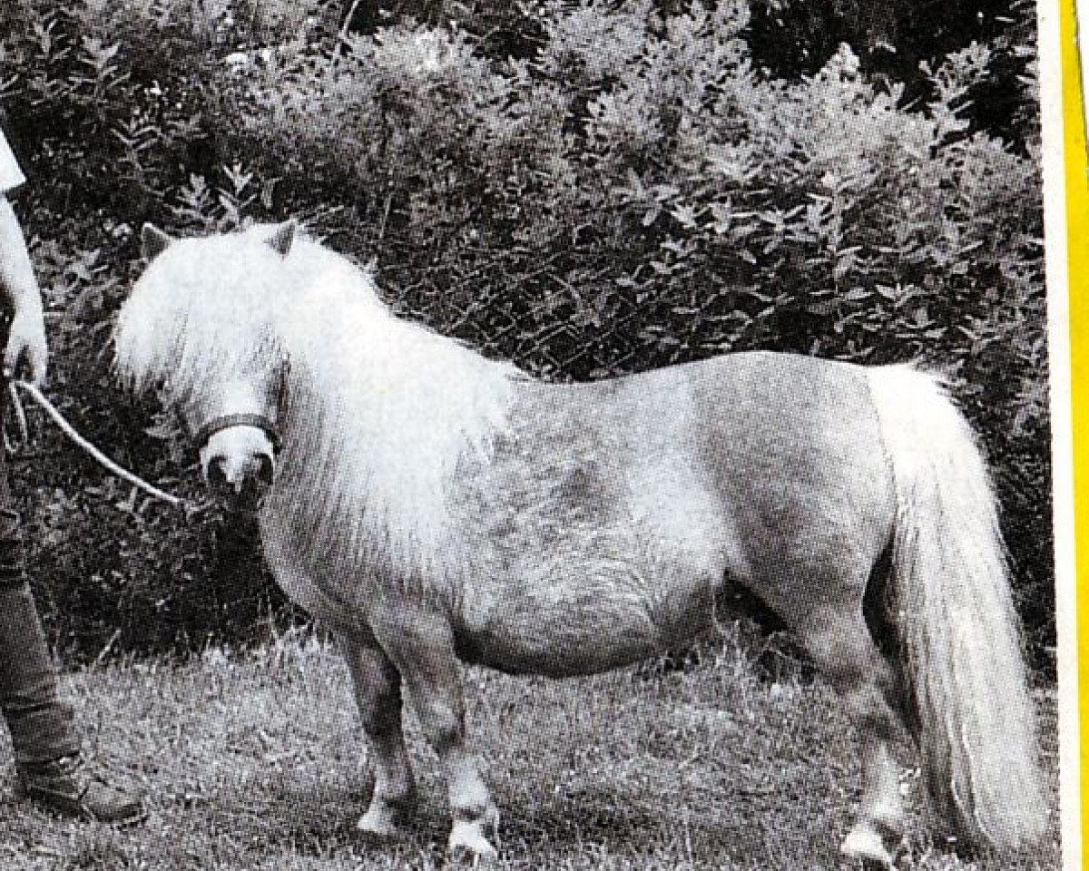 broodmare Lady Welcome (Shetland pony (under 87 cm), 1984, from Fairy Regent)