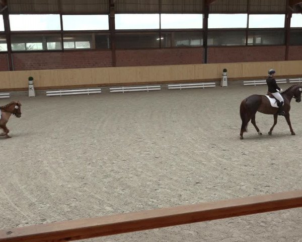 Reitturnier Hamburg-Friedrichshulde/Sylva Kuhrt 2022