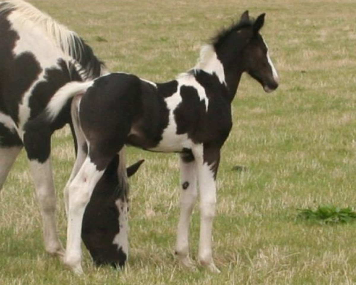 Pferd Lightning Nonstop UK (Anglo Europäisches Sportpferd, 2008, von Nonstop)