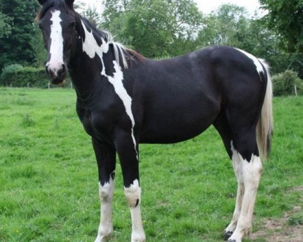 Pferd Lightning Darco Uk (Belgisches Warmblut, 2006, von Darco)
