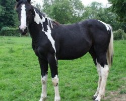Pferd Lightning Darco Uk (Belgisches Warmblut, 2006, von Darco)