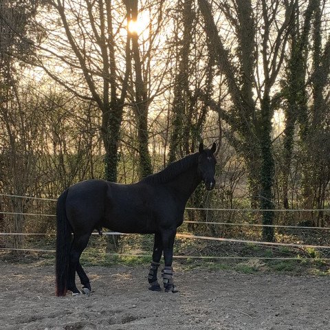 dressage horse Fürst Rubin 11 (Oldenburg, 2015, from Fürsten-Look) dressage horse Fürst Rubin 11 (Oldenburg, 2015, from Fürsten-Look)