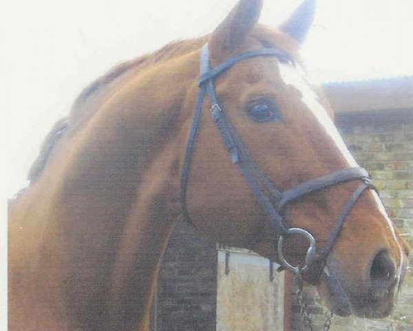 stallion Eugano VII (anglo european sporthorse, 1981, from Lugano van La Roche)