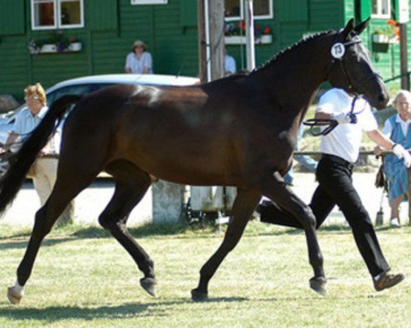 broodmare Donauried (Trakehner, 2004, from Kasparow)
