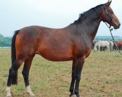 broodmare Rabanna van Costersveld (Belgian Warmblood, 1994, from Heartbreaker)