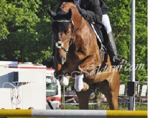 Springpferd Nemo 340 (Deutsches Sportpferd, 2007, von Nature du Lys)