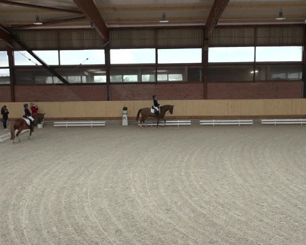Reitturnier Hamburg-Friedrichshulde/Sylva Kuhrt 2022