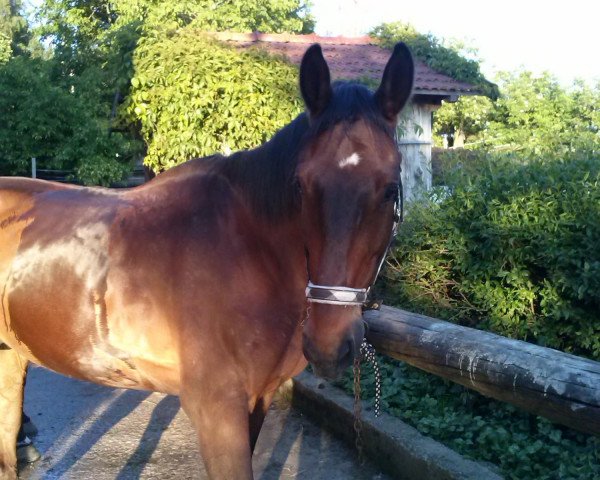 horse Vermont (Hanoverian, 2005, from Shakespeare in Love)