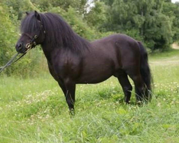 dressage horse Chico (Shetland Pony, 2004, from Charmeur v.St.Marwin) dressage horse Chico (Shetland Pony, 2004, from Charmeur v.St.Marwin)