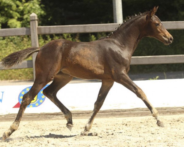 dressage horse Happy Benita (German Riding Pony, 2013, from Best Boy)
