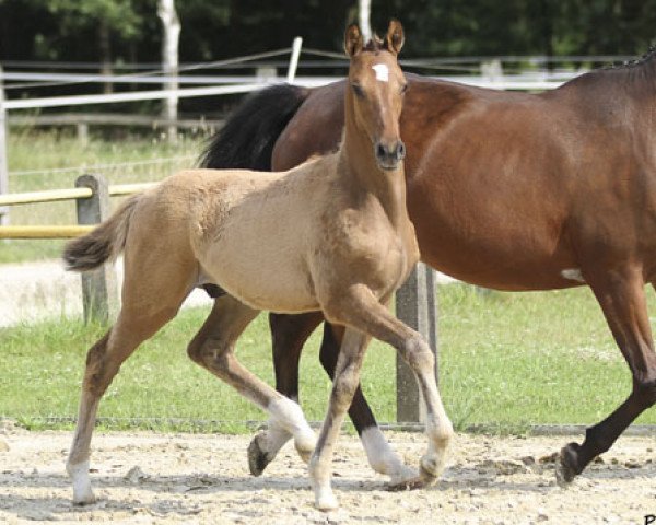 dressage horse Dr. Allwissend (Westphalian, 2013, from Dornik B)