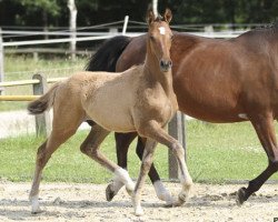 dressage horse Dr. Allwissend (Westphalian, 2013, from Dornik B)