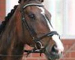 horse Debra (Polish Warmblood, 2004, from Grand de la Cour)