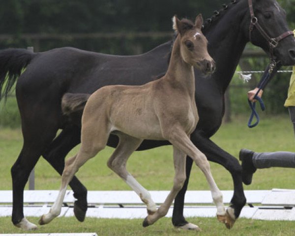 broodmare Laguna (German Riding Pony, 2013, from High Flow's Oxford)