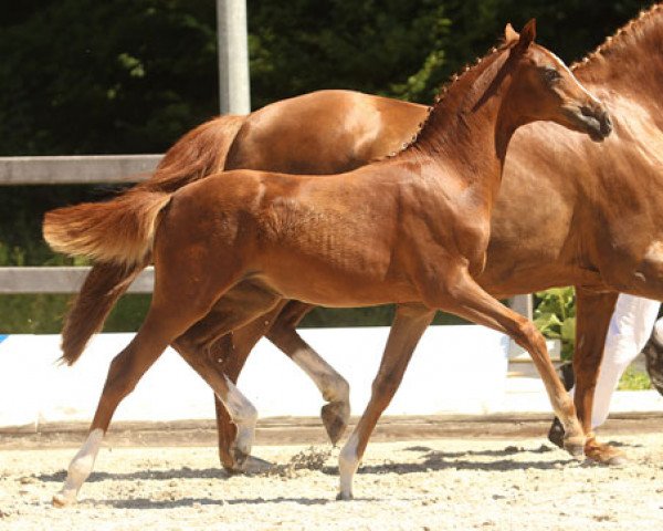 horse Rosenrot (German Riding Pony, 2013, from Kaiser Bonaparte WE)