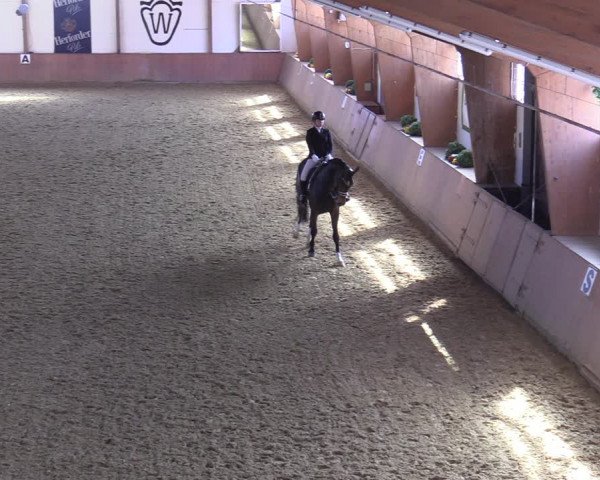 Reitturnier Bad Salzuflen 2022