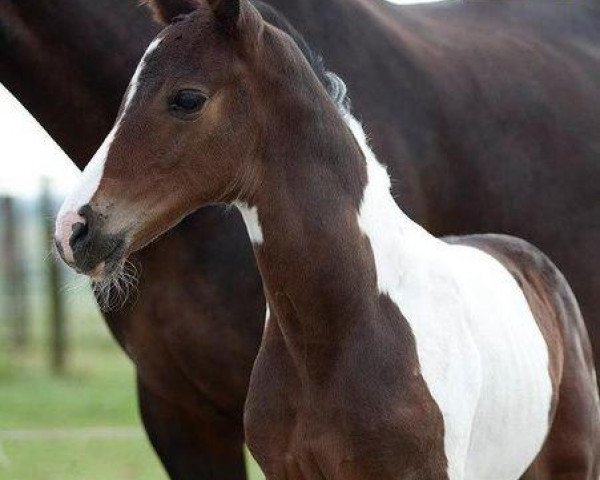 horse Cox Ter Linden (anglo european sporthorse, 2012, from Ceasar Ter Linden)