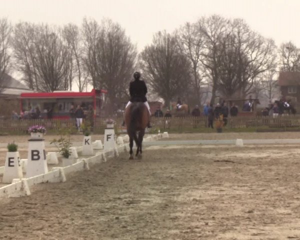 Reitturnier Schülp / Rendsburg 2022