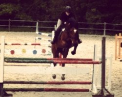 jumper Zegna 2 (Oldenburg show jumper, 2002)