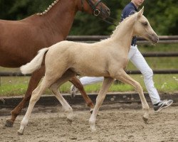Zuchtstute Wüstenblume T. (Deutsches Reitpony, 2013, von Wilky May FH)