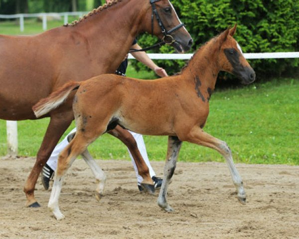 horse Dory (German Riding Pony, 2013, from Dance Star AT NRW)