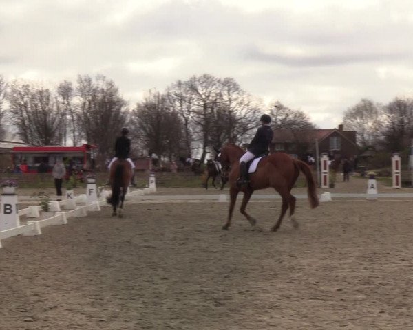 Reitturnier Schülp / Rendsburg 2022