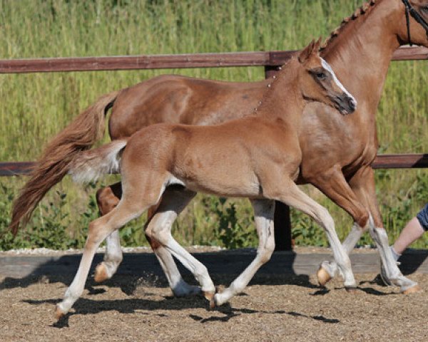 Pferd Tessa (Deutsches Reitpony, 2013, von Cezanne de Luxe)