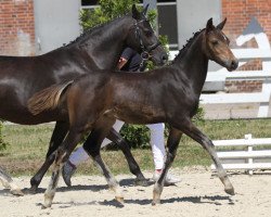 horse Chabayus (German Riding Pony, 2013, from Chantre 31)