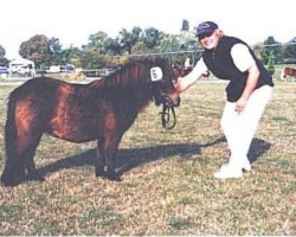 broodmare Regentin von Repgow (Shetland pony (under 87 cm), 2003, from Sir Paul)