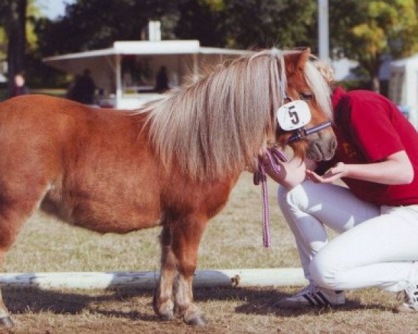 Zuchtstute Hora von Repgow (Shetland Pony (unter 87 cm), 2009, von Sir Paul)