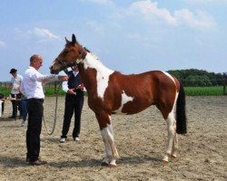 jumper Ferera (Belgian Warmblood, 2011, from Ceasar Ter Linden)