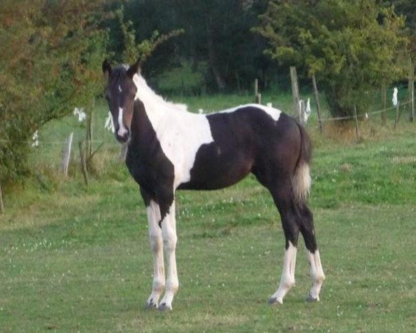 horse Chasing Dreams Z (Zangersheide riding horse, 2012, from Ceasar Ter Linden)