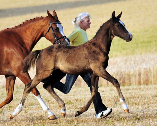 horse Zöthen's New Dancer (German Riding Pony, 2013, from Nutrix)