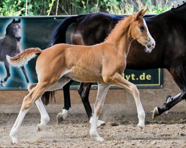 Pferd RM Million Miles (Deutsches Reitpony, 2013, von FS Mr. Right)